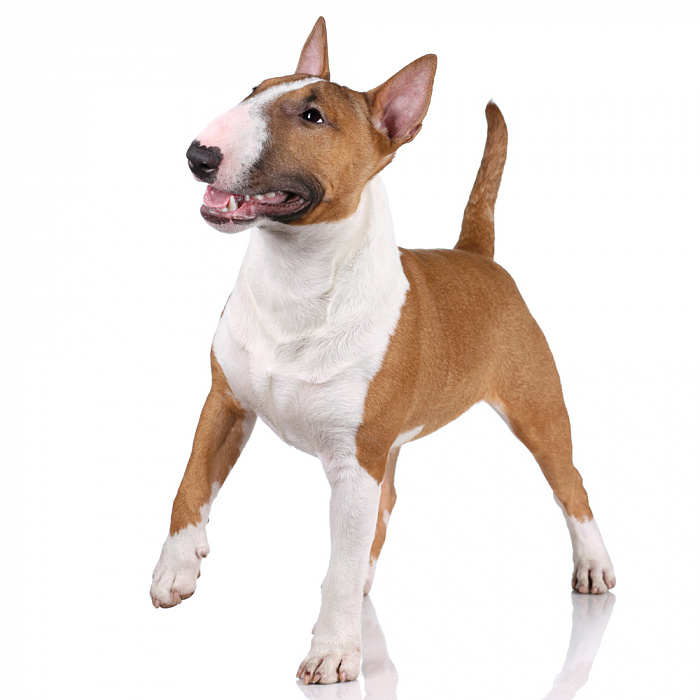 Бультерьер миниатюрный