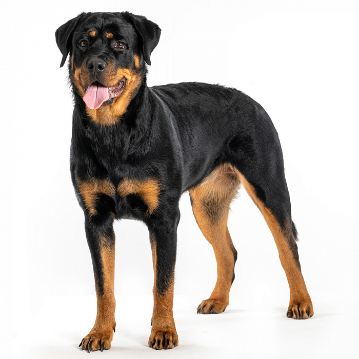 Ротвейлер