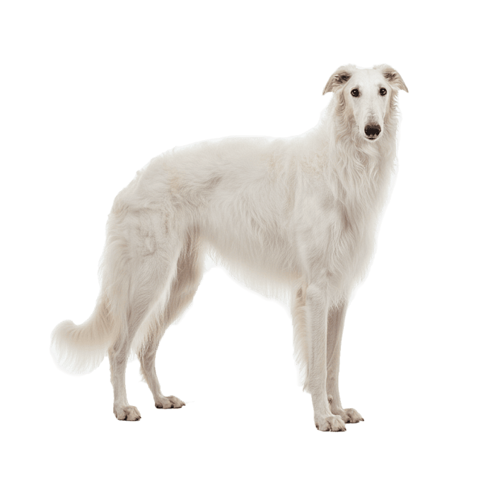 Русская Псовая Борзая