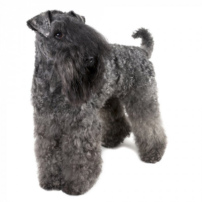 Керри блю терьер