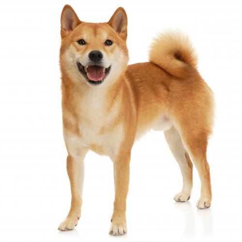 Стрижка Сиба-Ину в Ярославле