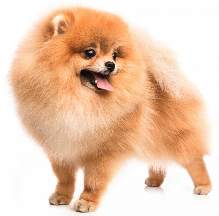 Шпиц малый (померанский тип)