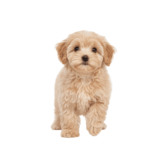 Мальтипу малый