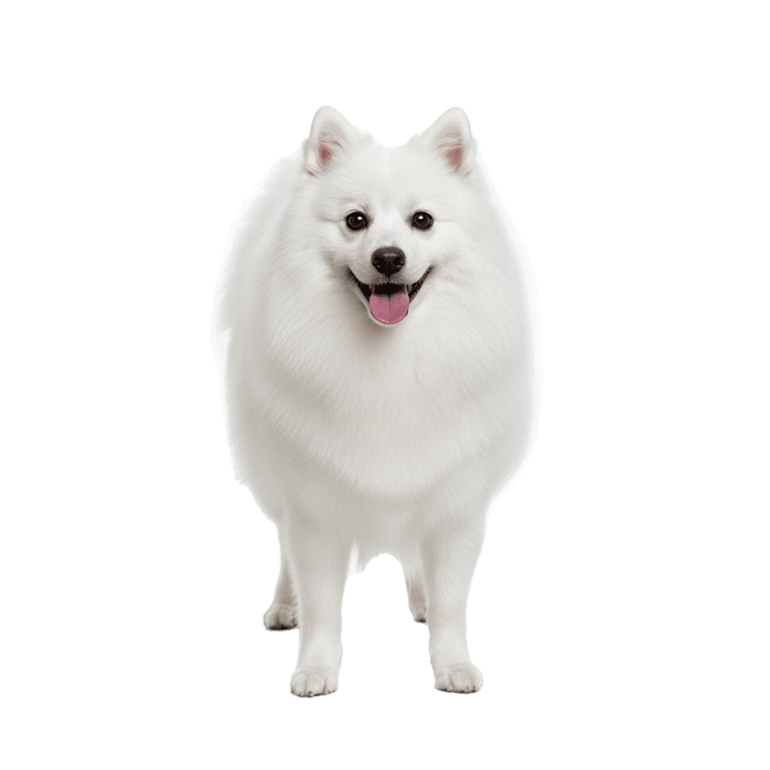 Японский шпиц