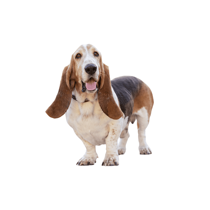 Бассетхаунд