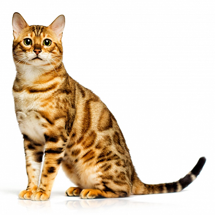 Бенгальская кошка