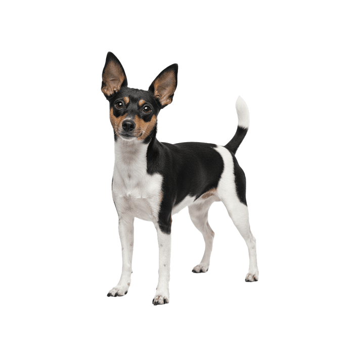 Той-Фокстерьер