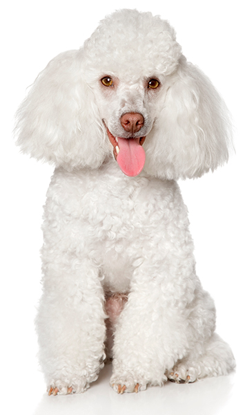 Пудель малый