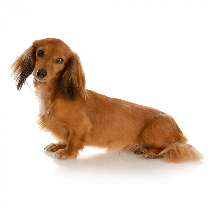 Такса длинношерстная (кроличья / миниатюрная)