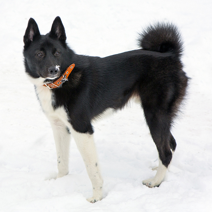 Лайка Русско Европейская