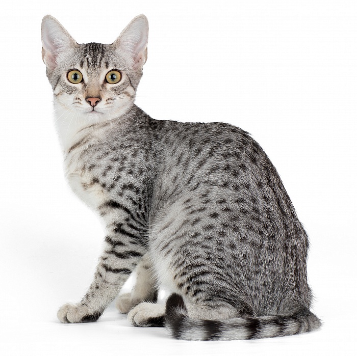 Египетская мау