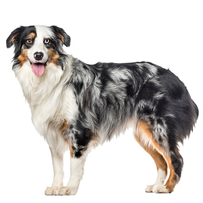 Австралийская овчарка (Аусси)