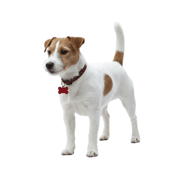 Джек рассел терьер (брокен)