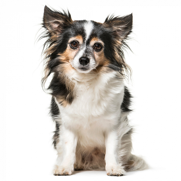 Метис Мелкий (от 5 кг)