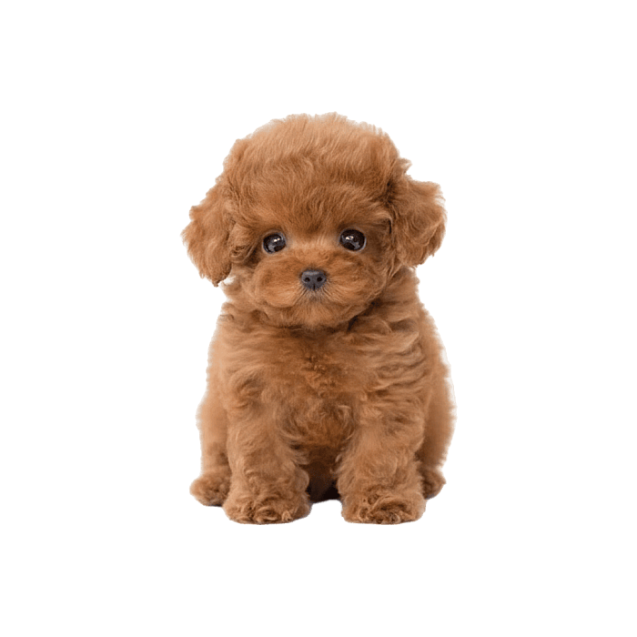 Мальтипу карликовый