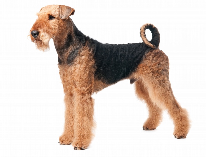 Эрдельтерьер