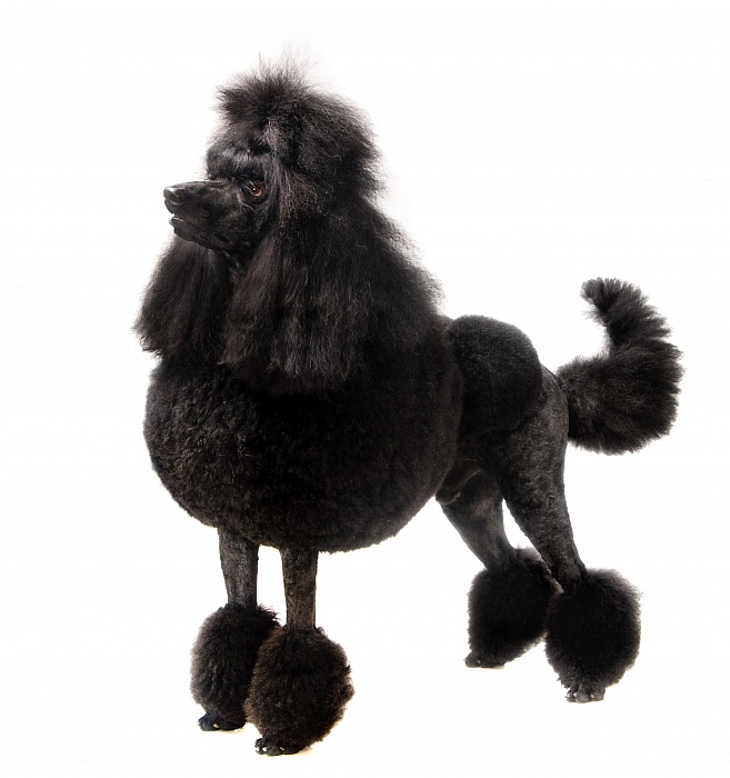 Пудель большой