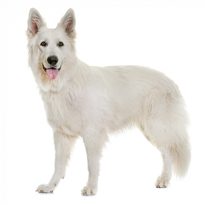 Белая швейцарская овчарка