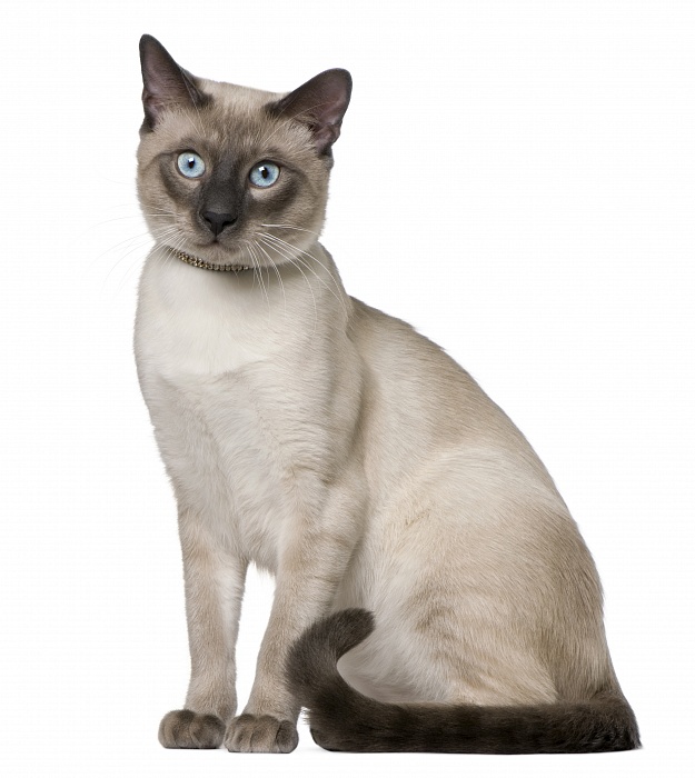 Сиамская кошка