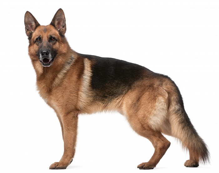 Немецкая овчарка