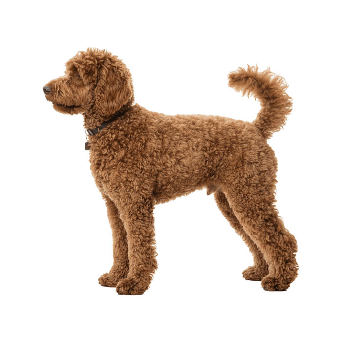 Лабрадудель стандартный