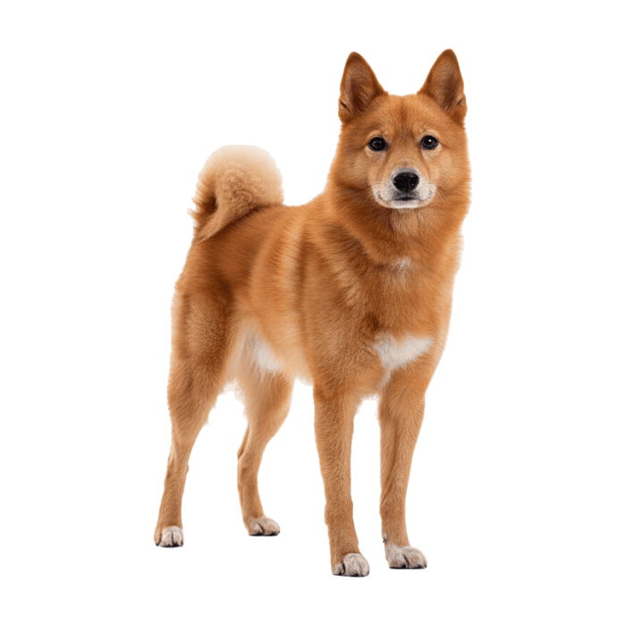 Лайка Карело-Финская