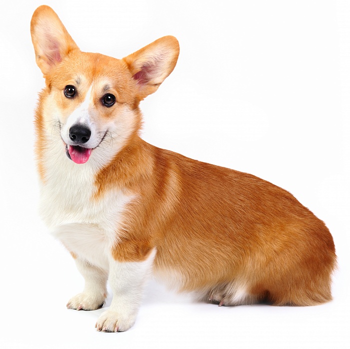 Вельш корги пемброк