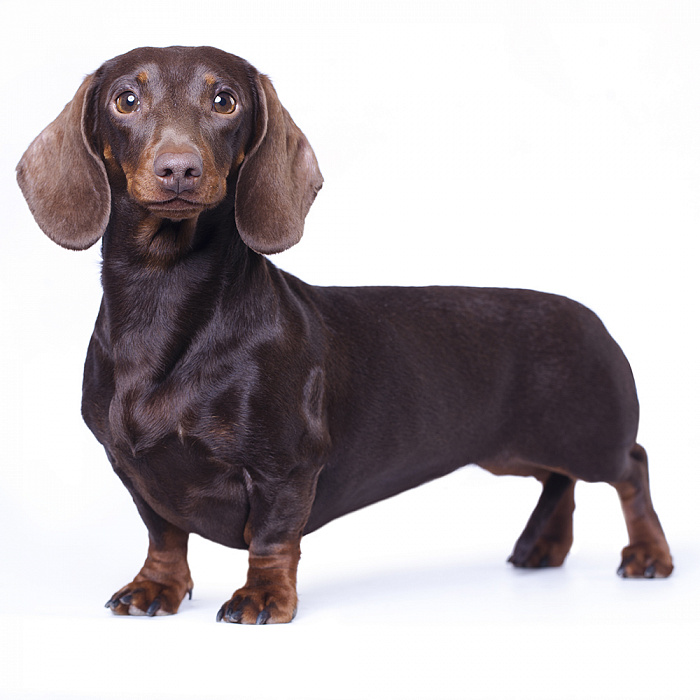 Такса гладкошерстная (стандартная)