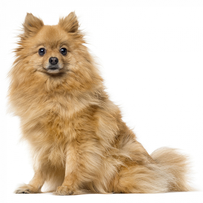 Шпиц той (немецкий тип)