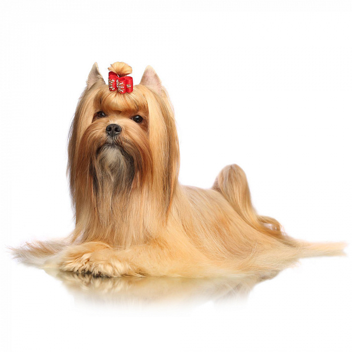 Русская салонная собака (русалка)