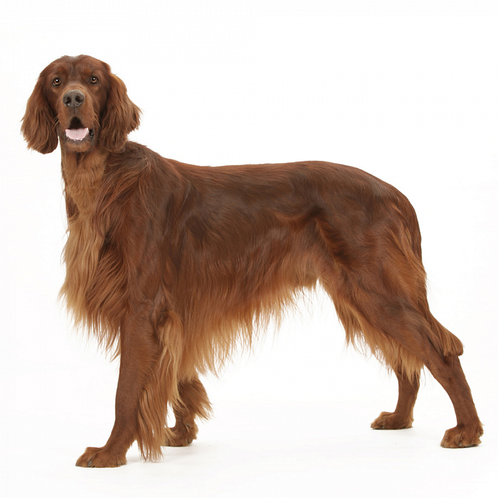 Ирландский сеттер