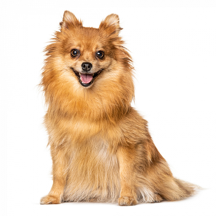 Шпиц малый (немецкий тип)