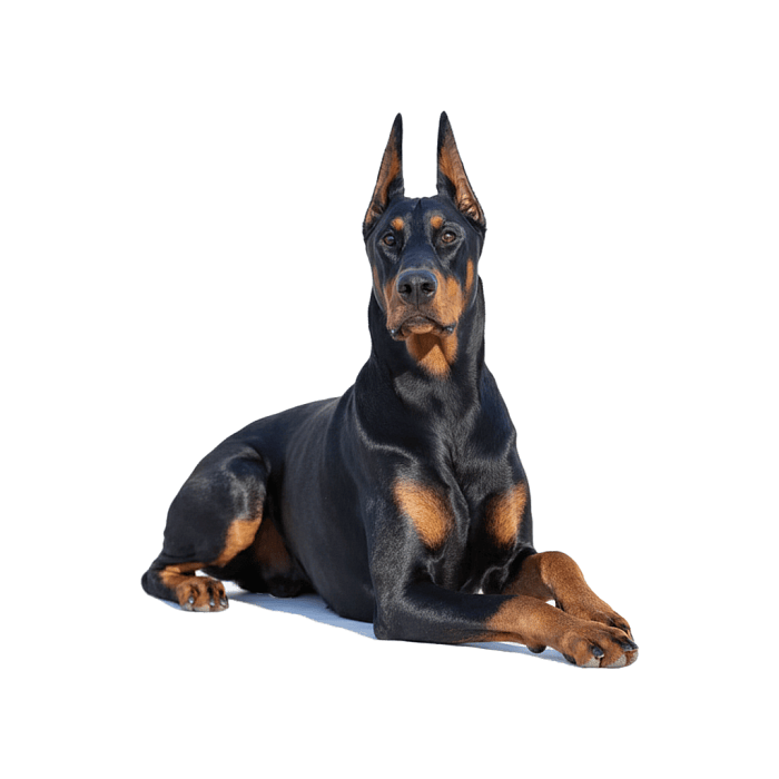 Доберман