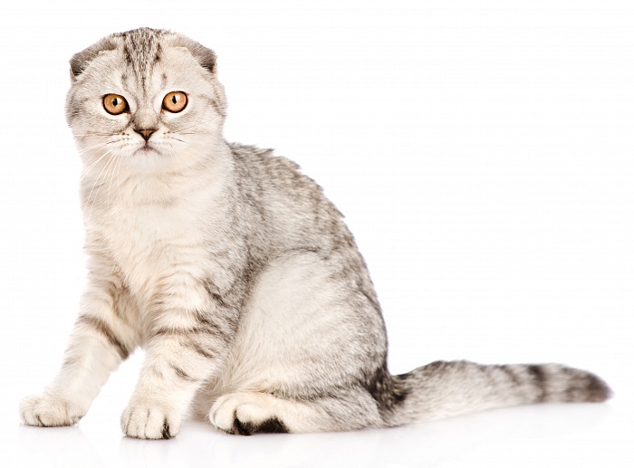 Шотландская вислоухая кошка