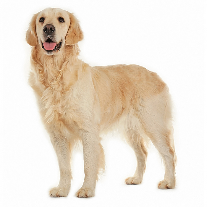 Золотистый ретривер