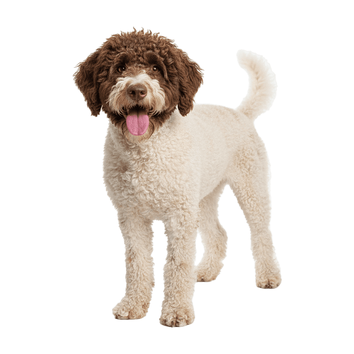 Португальская водяная собака Лаготто-ломанело