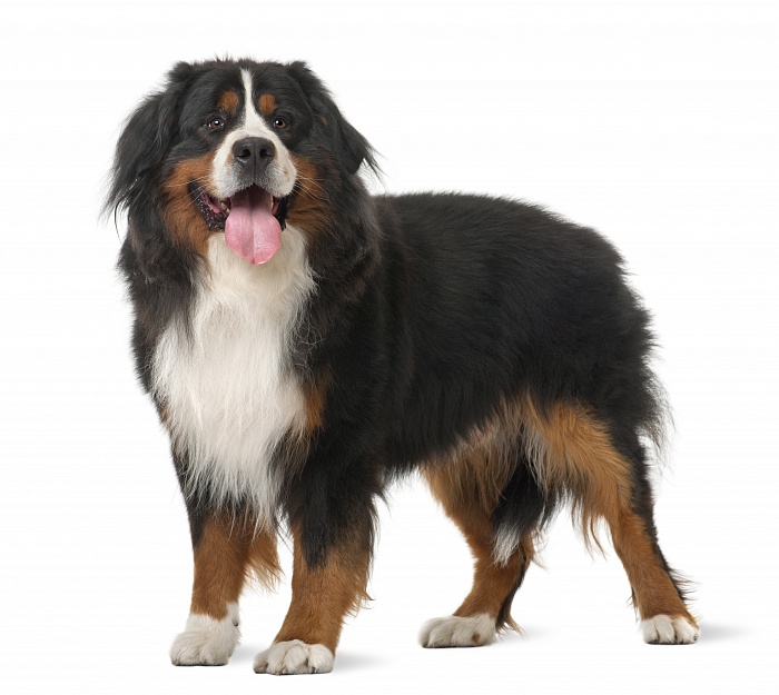 Бернский зенненхунд