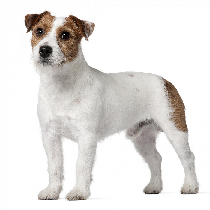 Джек рассел терьер (жесткошерстный)