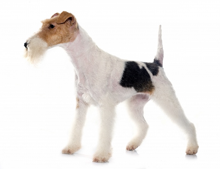 Фокстерьер (жесткошерстный)