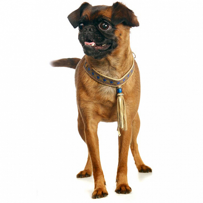 Пти-брабансон