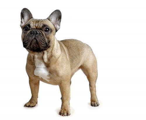 Стрижка Французского Бульдога в Ярославле