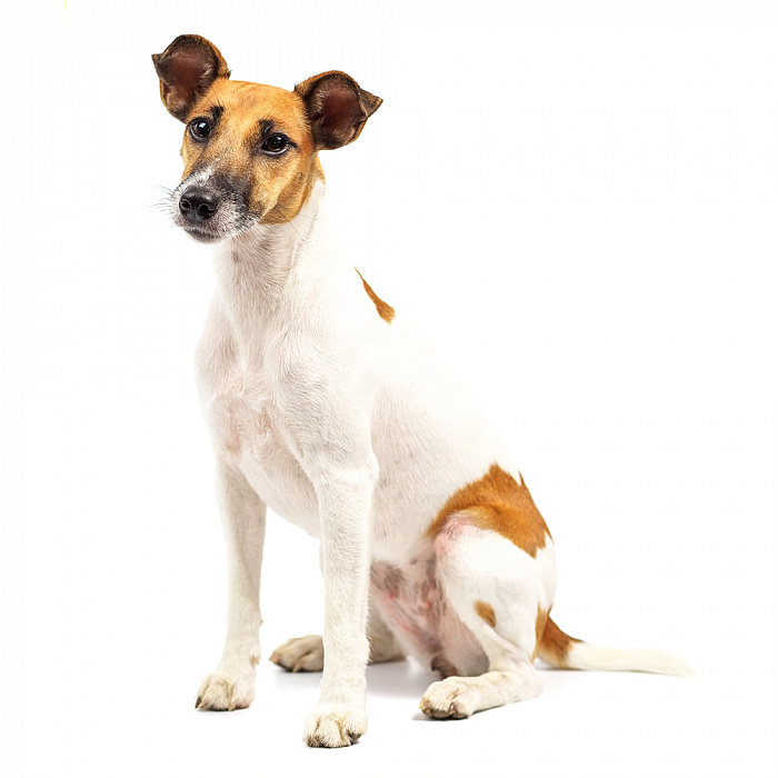 Фокстерьер (гладкошерстный)