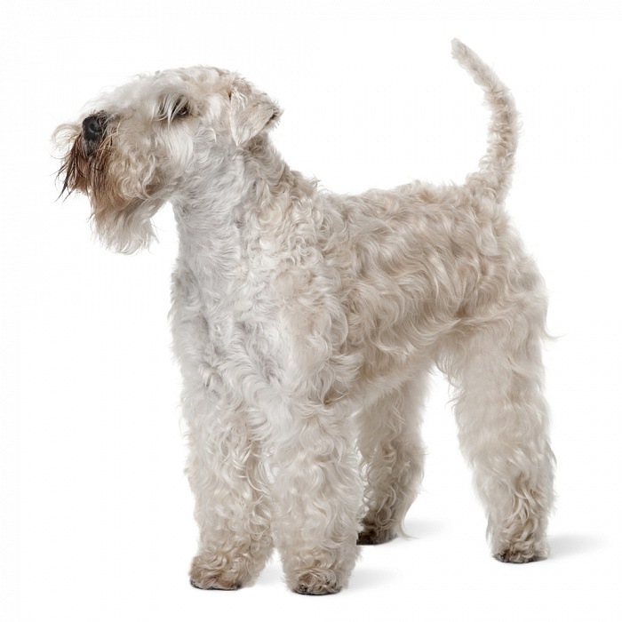 Пшеничный терьер