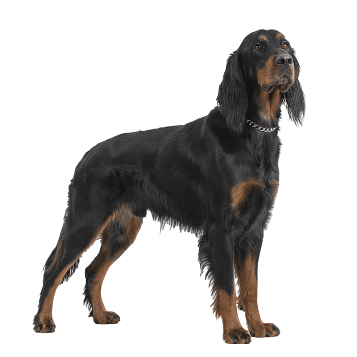 Шотландский сеттер