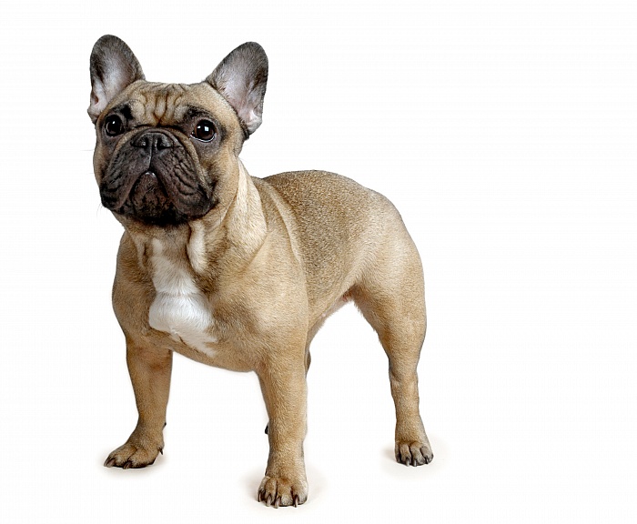 Французский бульдог