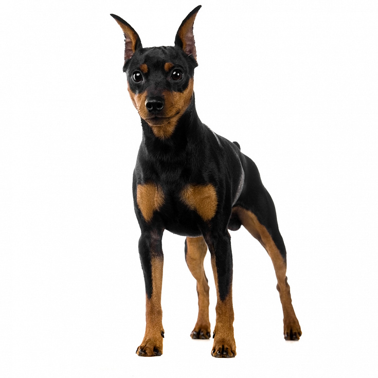 Стрижка Цвергпинчера в Ярославле