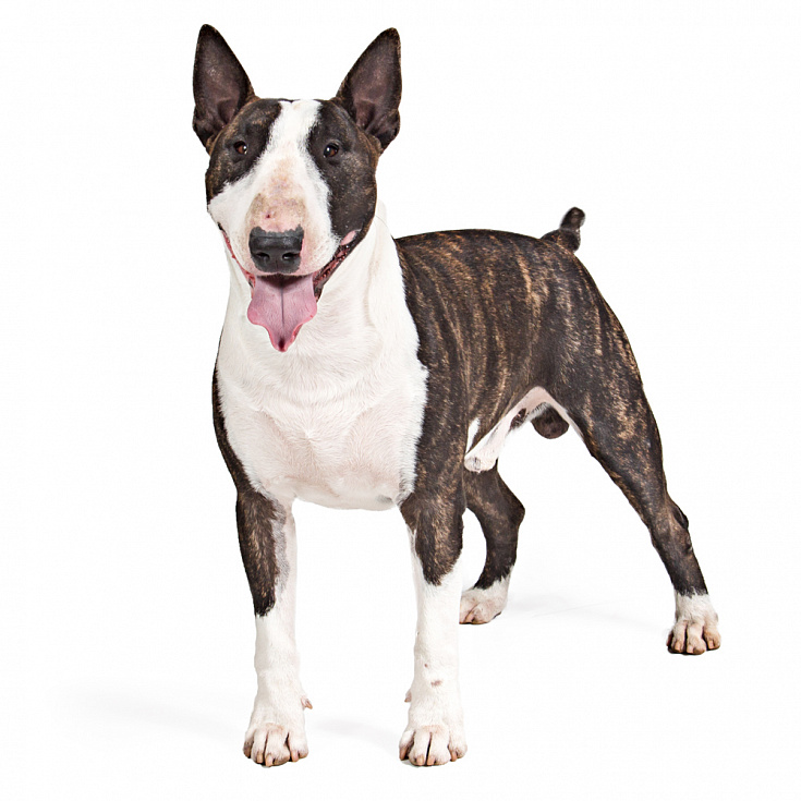 Стрижка Бультерьера в Ярославле