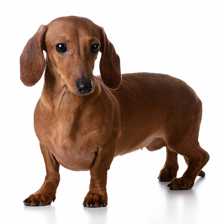 Стрижка Кроличьей (Миниатюрной) Гладкошерстной Таксы в Ярославле