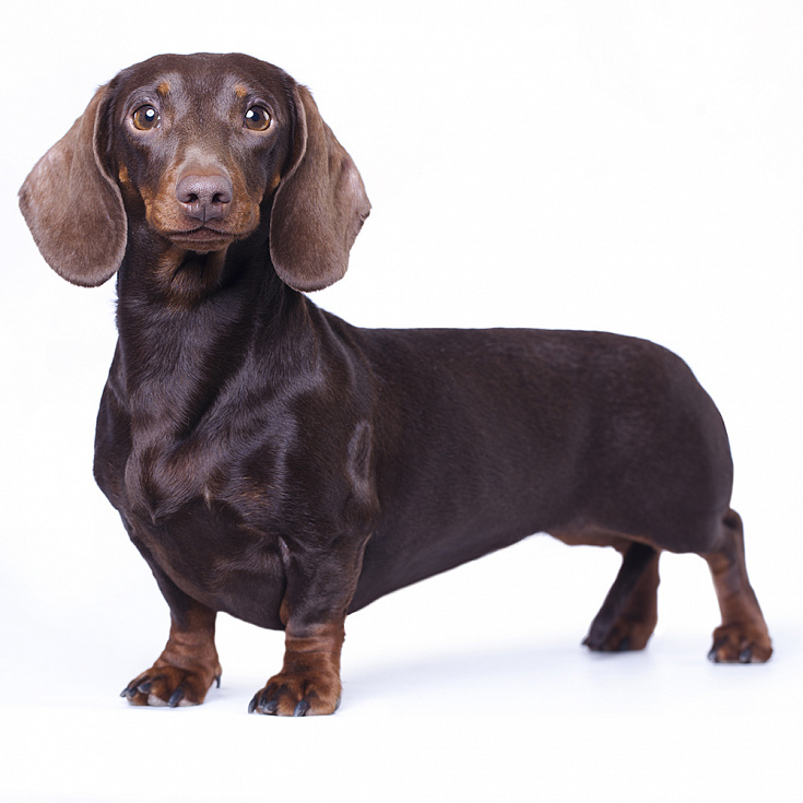 Стрижка Гладкошерстной Таксы в Ярославле